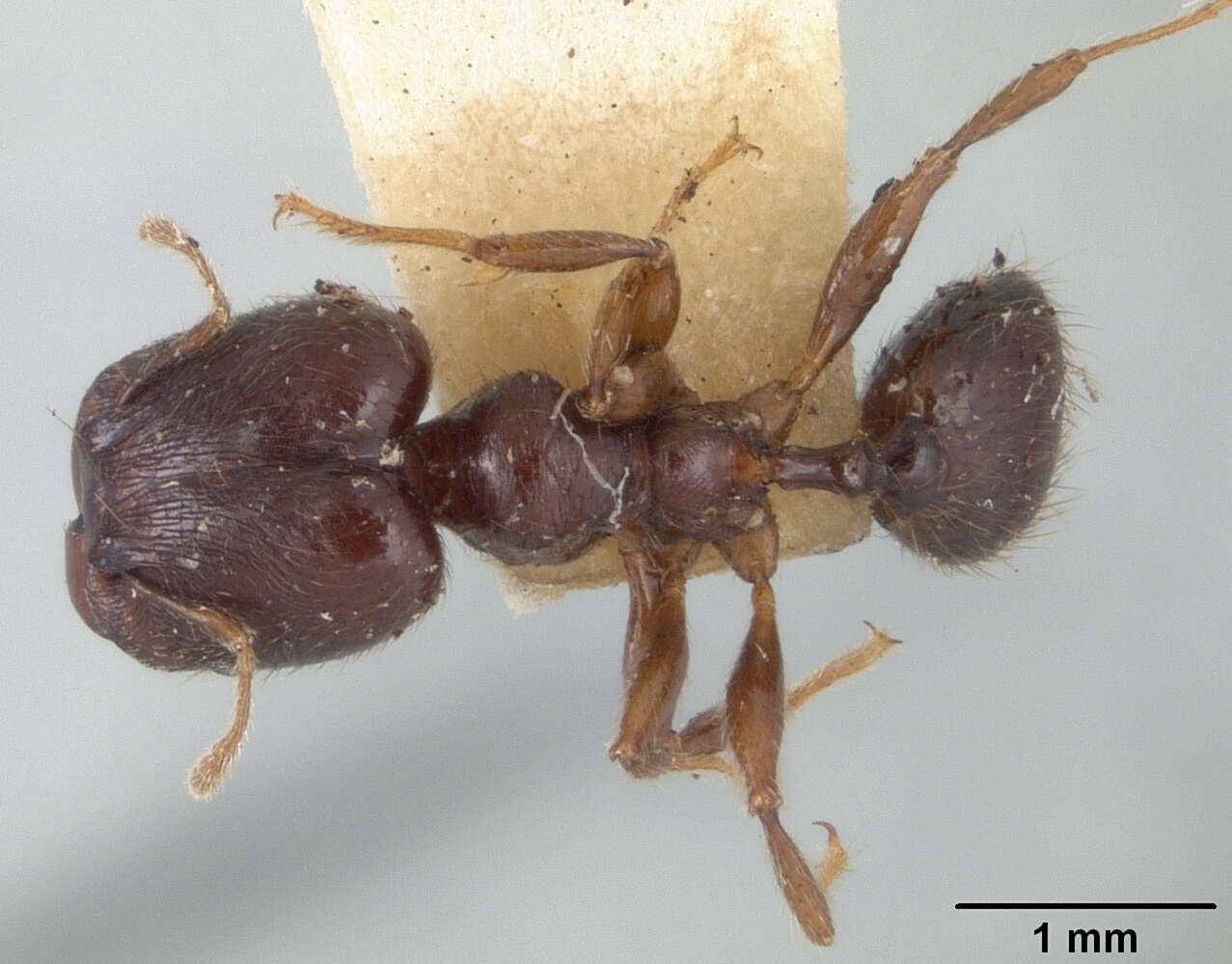 Image of Pheidole walkeri Mann 1922