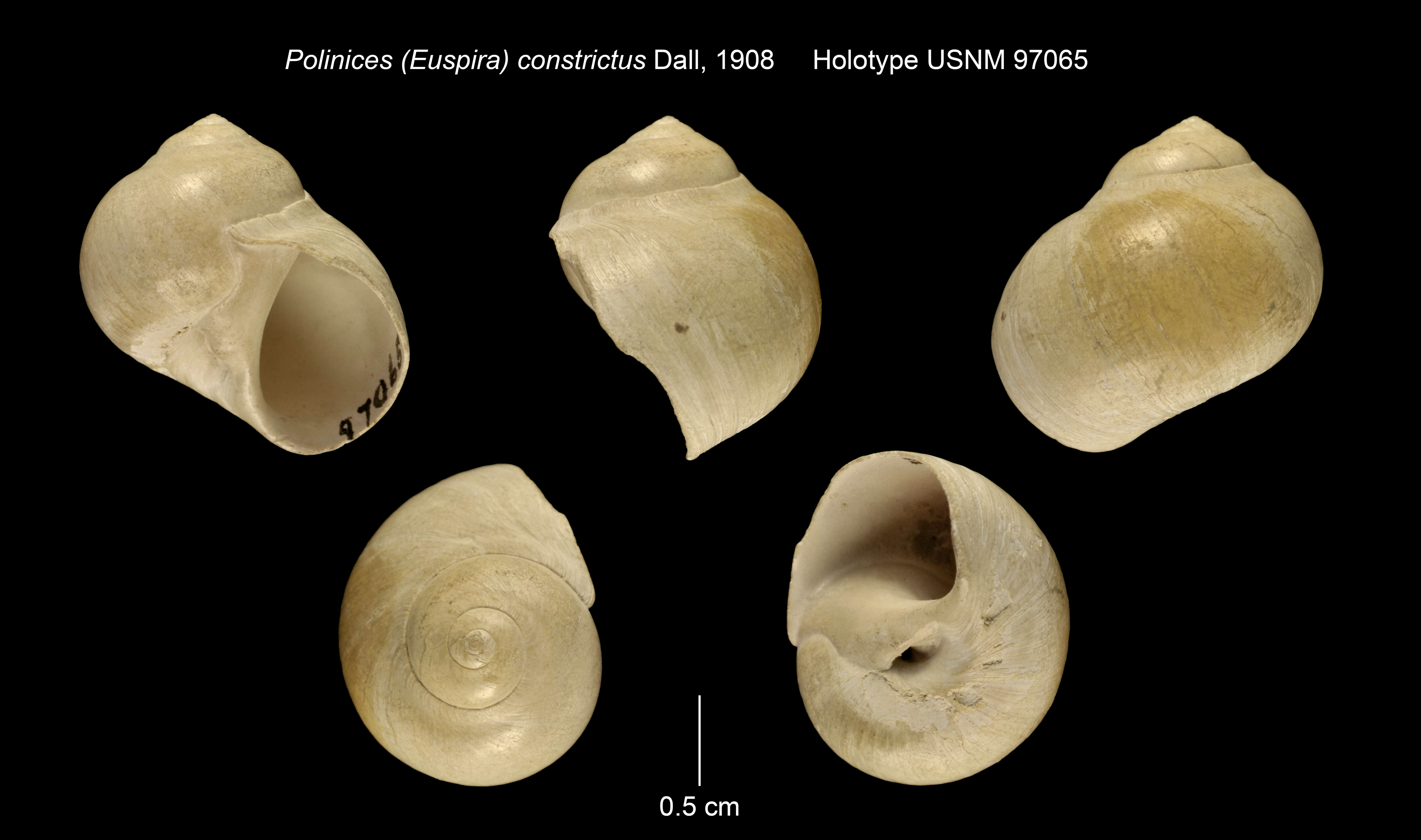 Image of <i>Polinices constrictus</i> (Dall 1908)