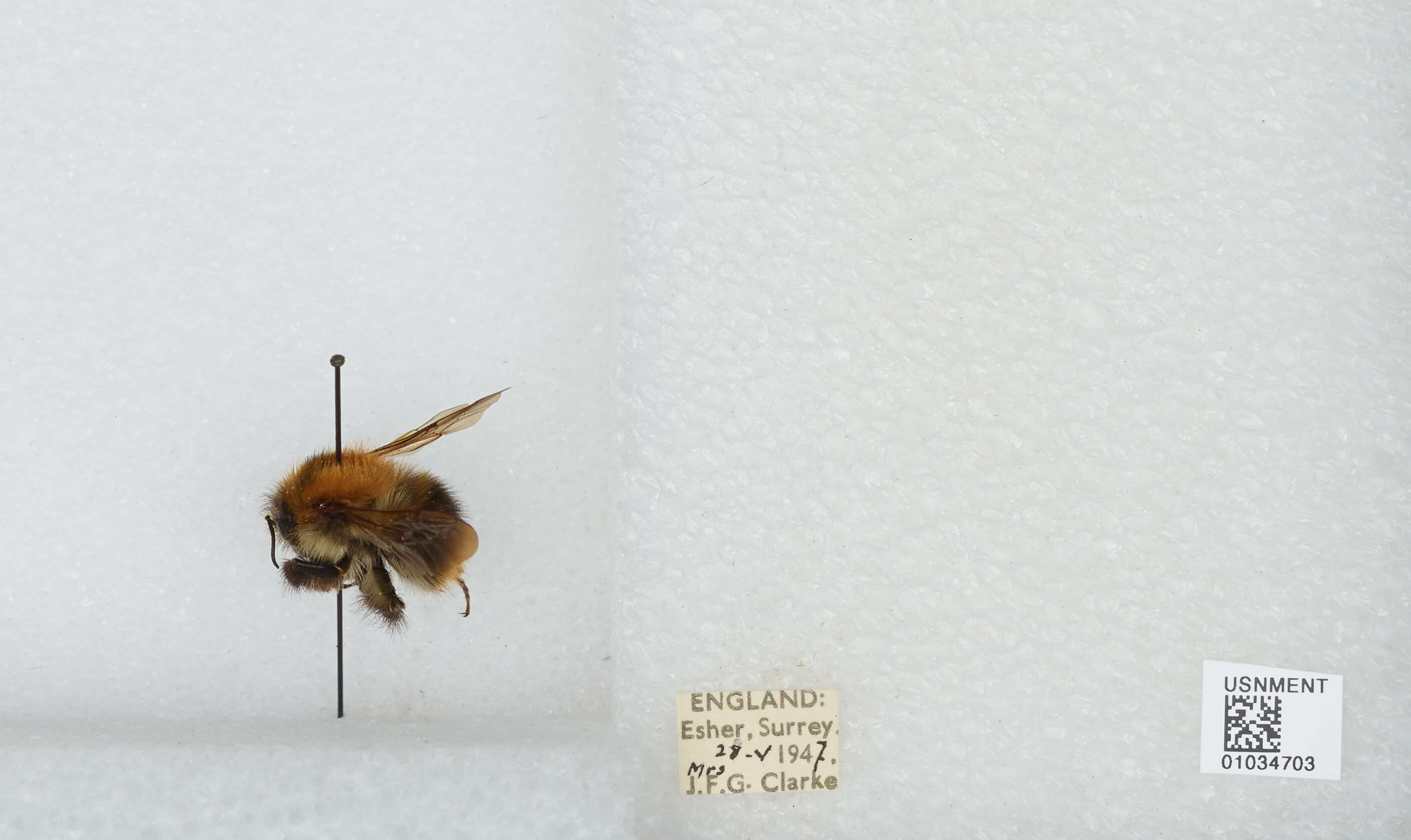 Image of Common carder bumblebee