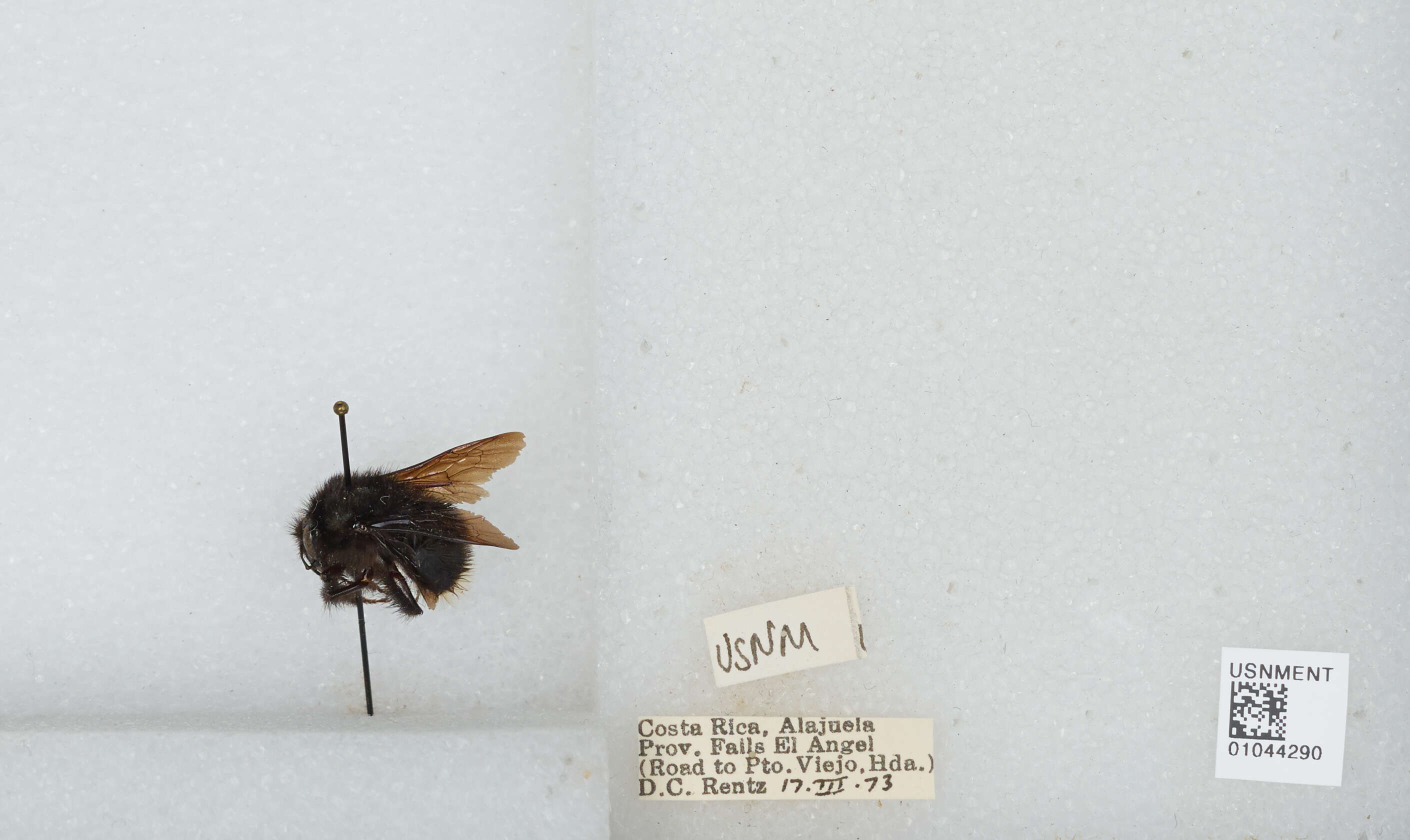 Imagem de Bombus volucelloides Gribodo 1892