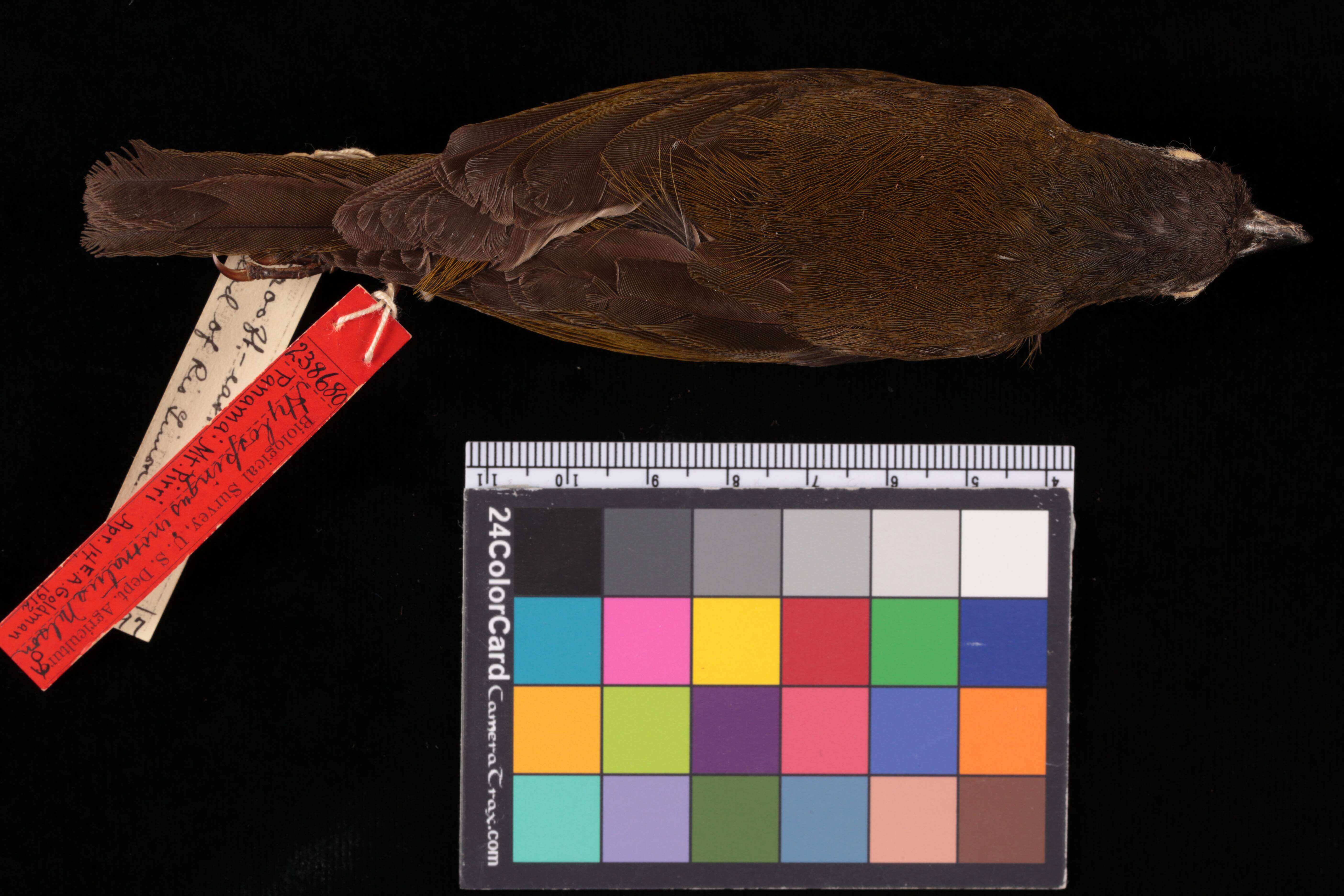 Chlorospingus inornatus (Nelson 1912) resmi