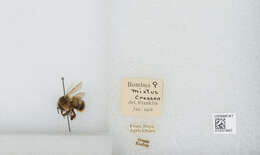 Слика од Bombus mixtus Cresson 1879