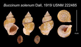 Image of Buccinum solenum Dall 1919