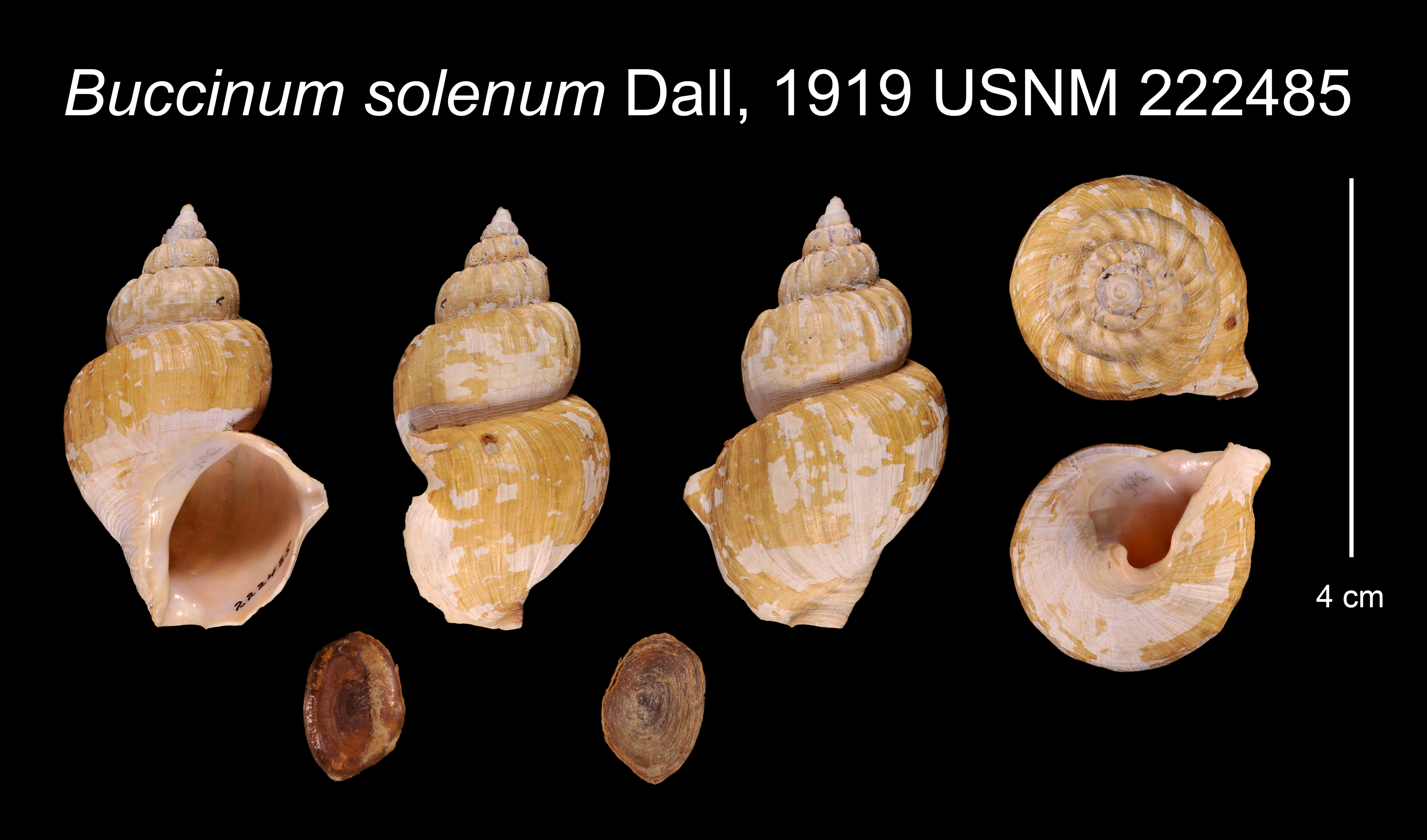 Image of Buccinum solenum Dall 1919