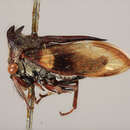 Imagem de Tricentrus fasciipennis Funkhouser