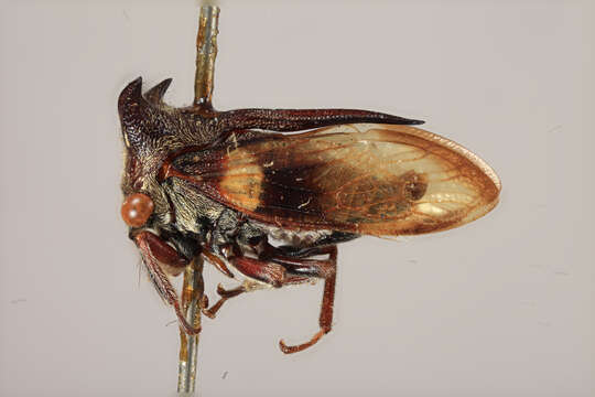 Image of Tricentrus fasciipennis Funkhouser