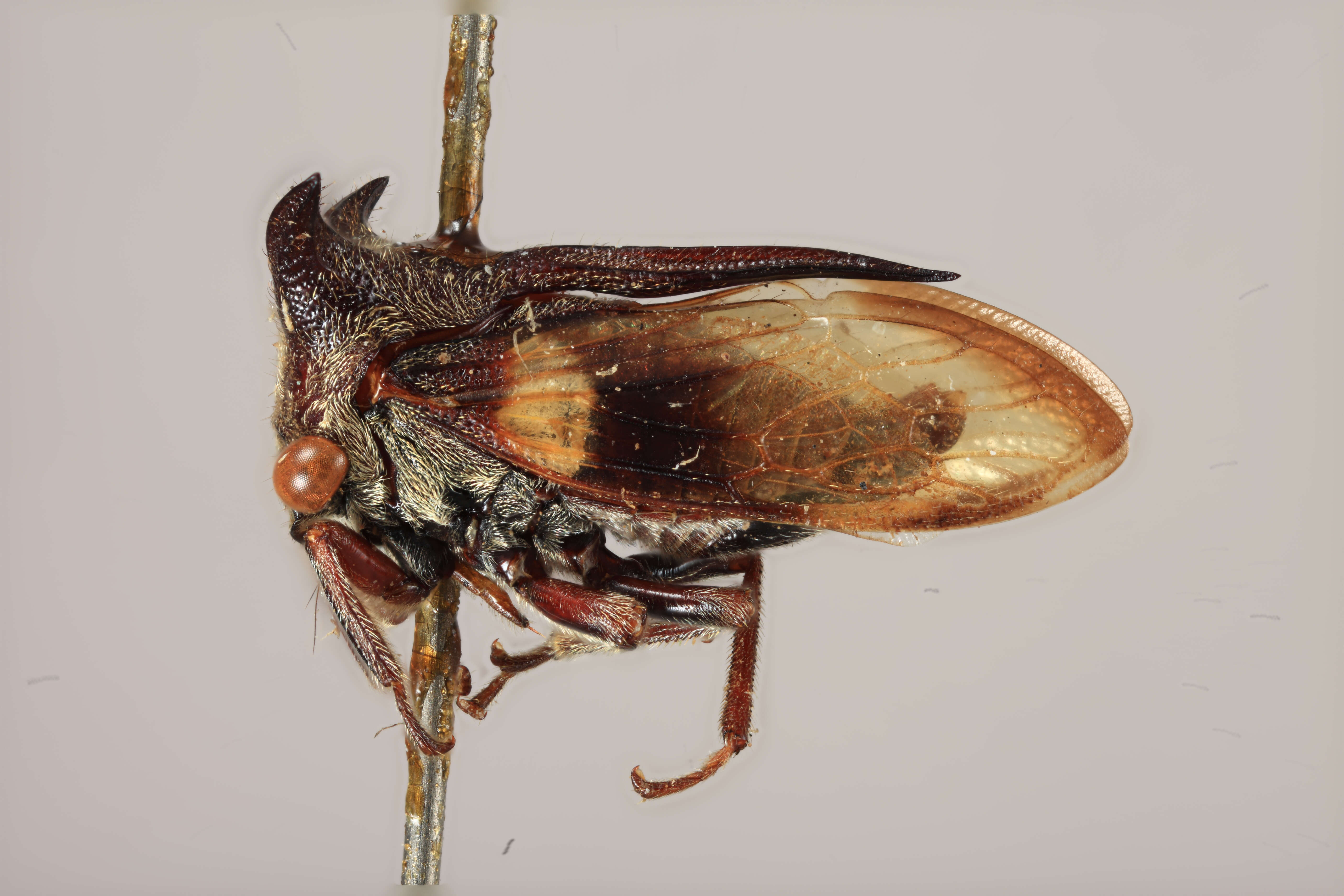 Imagem de Tricentrus fasciipennis Funkhouser