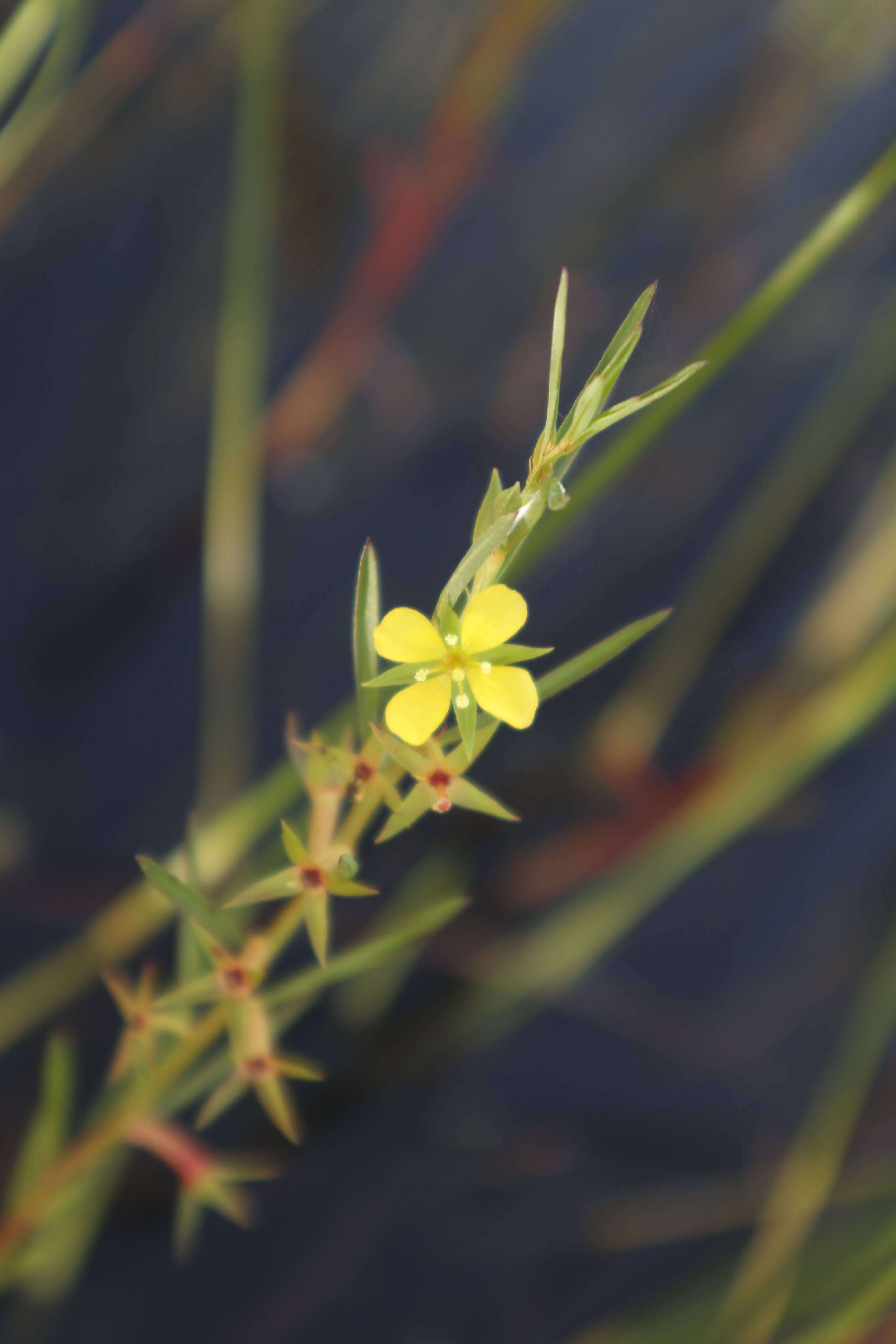 Image of Southeastern Primrose-Willow