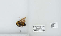 Слика од Bombus affinis Cresson 1864