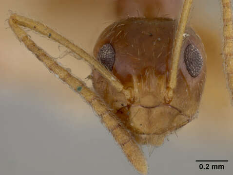 Image of Prenolepis imparis coloradensis Wheeler 1930