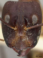 Image of Camponotus langi Wheeler 1922