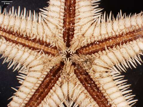 Image of Astropecten fragilis Verrill 1867