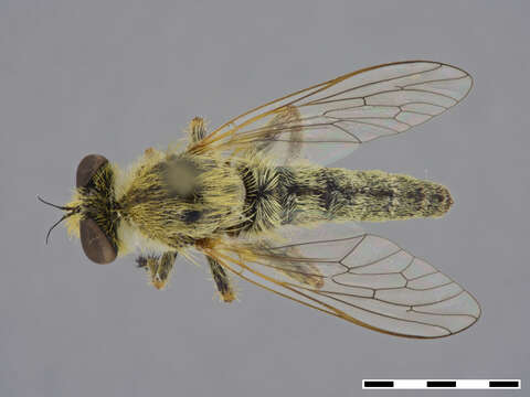 Image of Sporadothrix