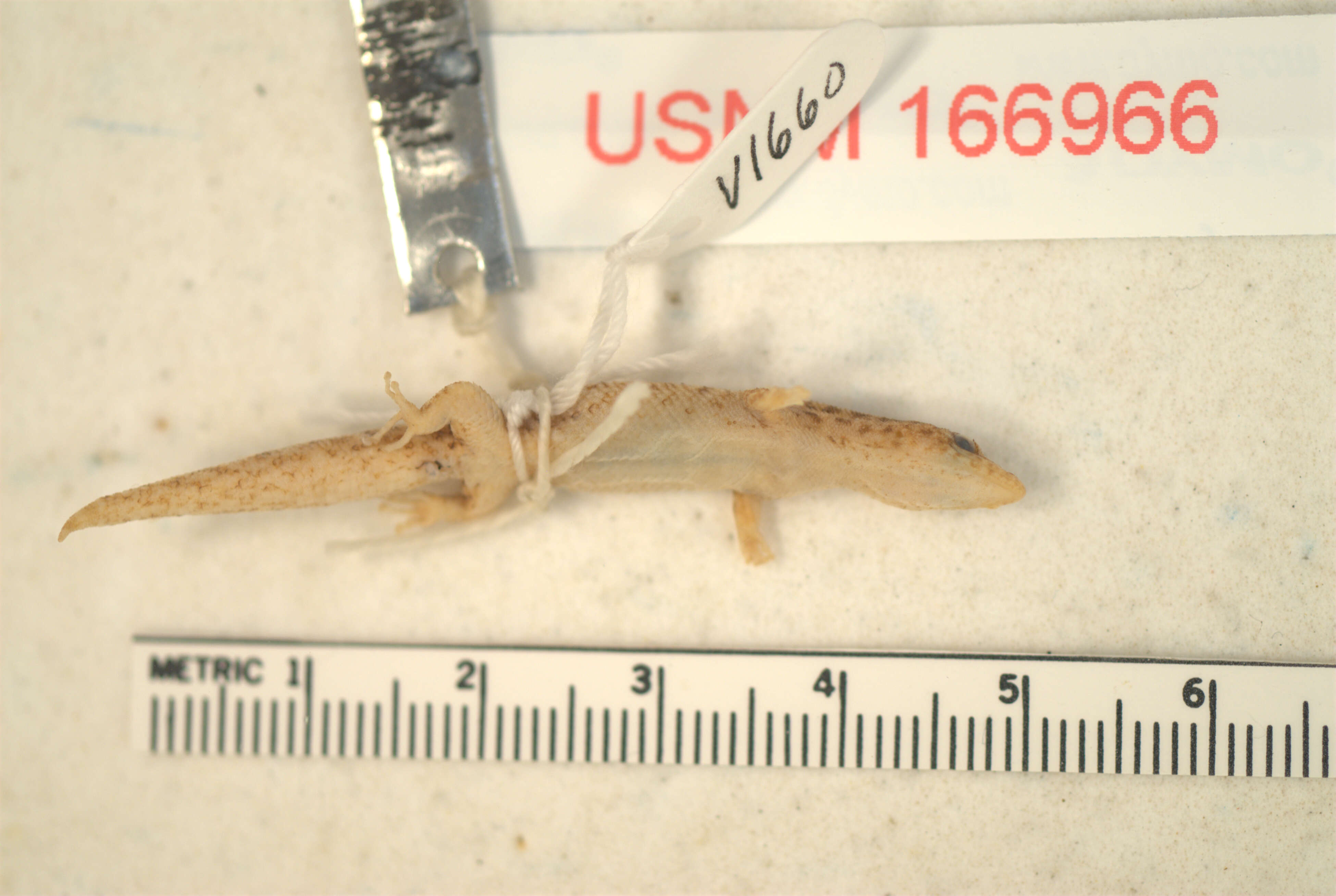 Image of Sphaerodactylus difficilis typhlopous Schwartz 1983