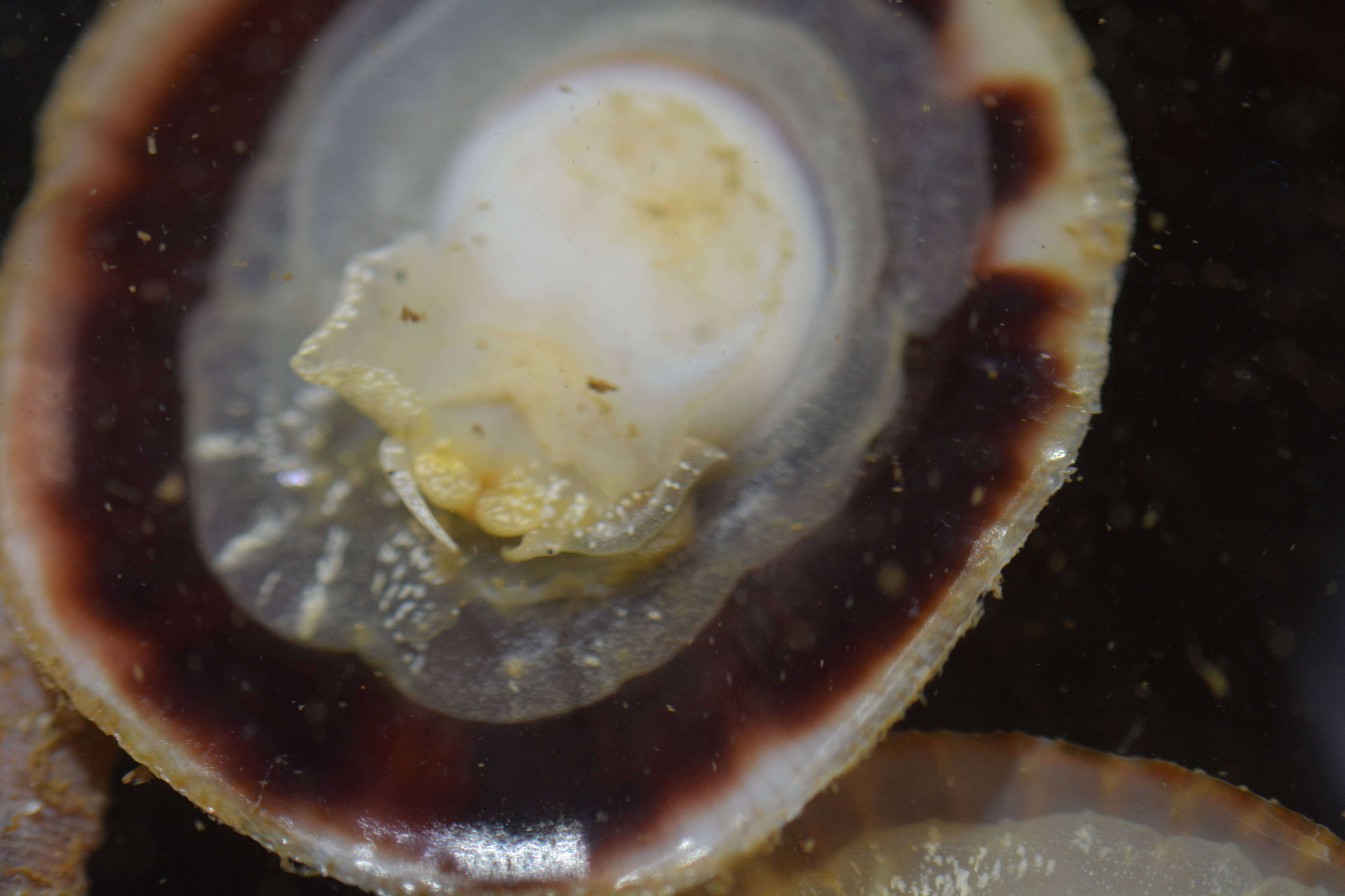 Image of Spiny cup and saucer shell