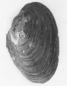 Image of Anodonta nuttalliana I. Lea 1838