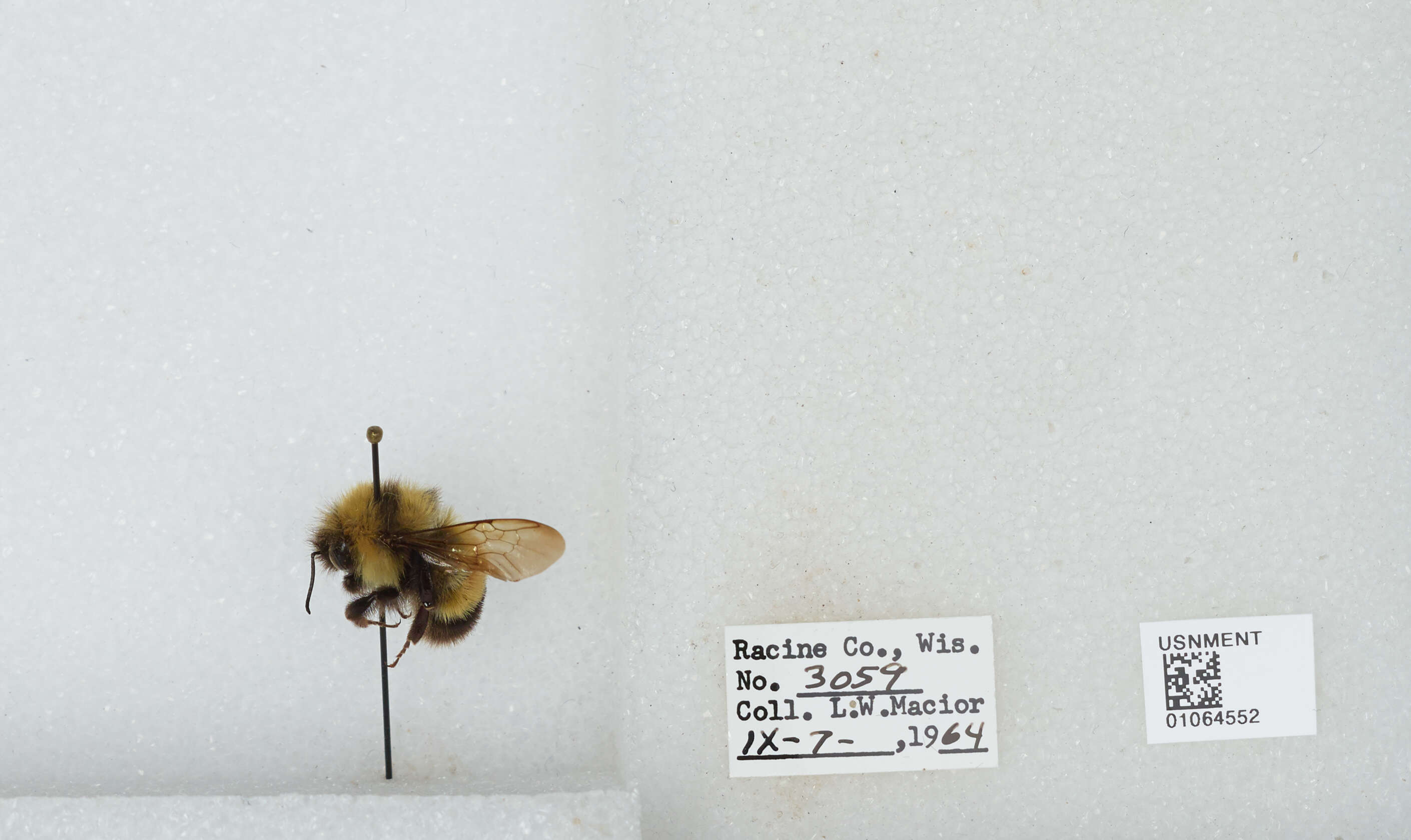 Слика од Bombus affinis Cresson 1864