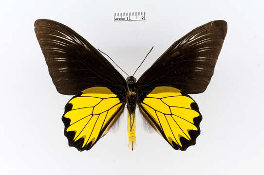 Image of Troides miranda (Butler 1869)