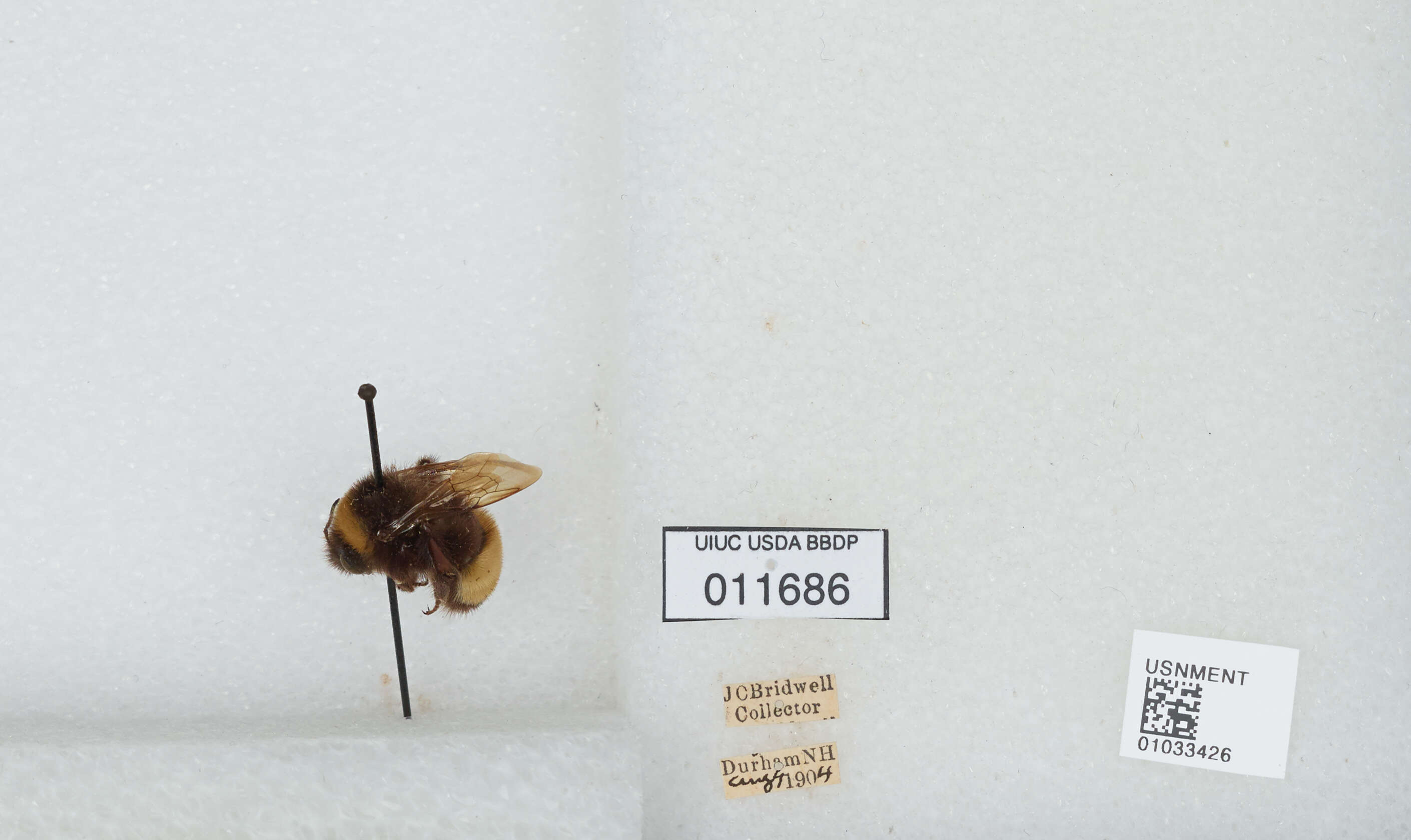 Image of Yellow-banded Bumblebee