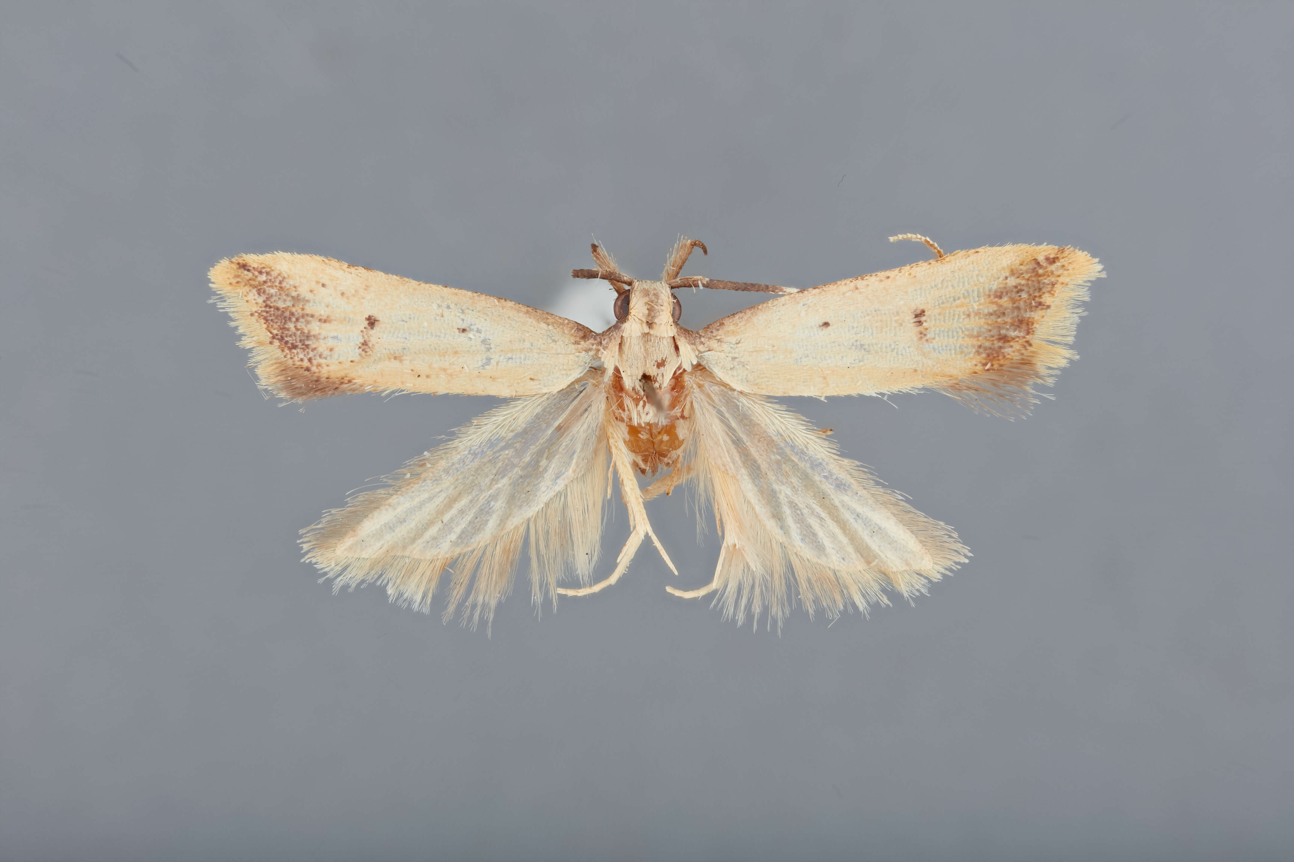 Image of Sarisophora hadroides Park 2012