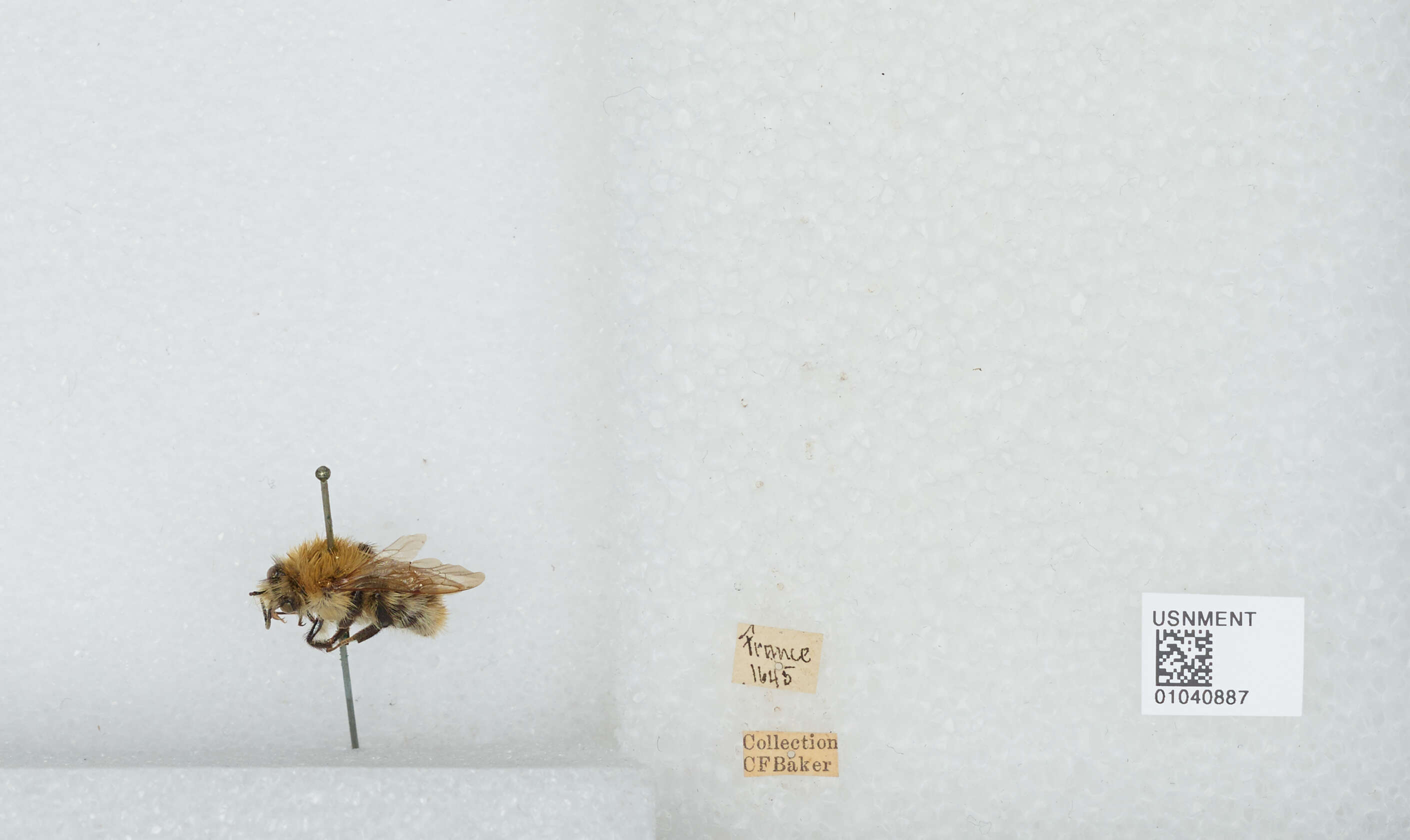 Image of Common carder bumblebee