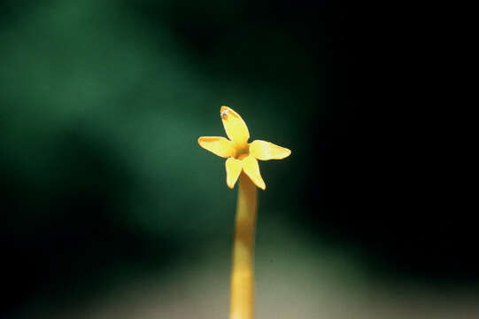 Image of Leafless Ghostplant