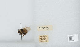 Image of Bombus patagiatus Nylander 1848