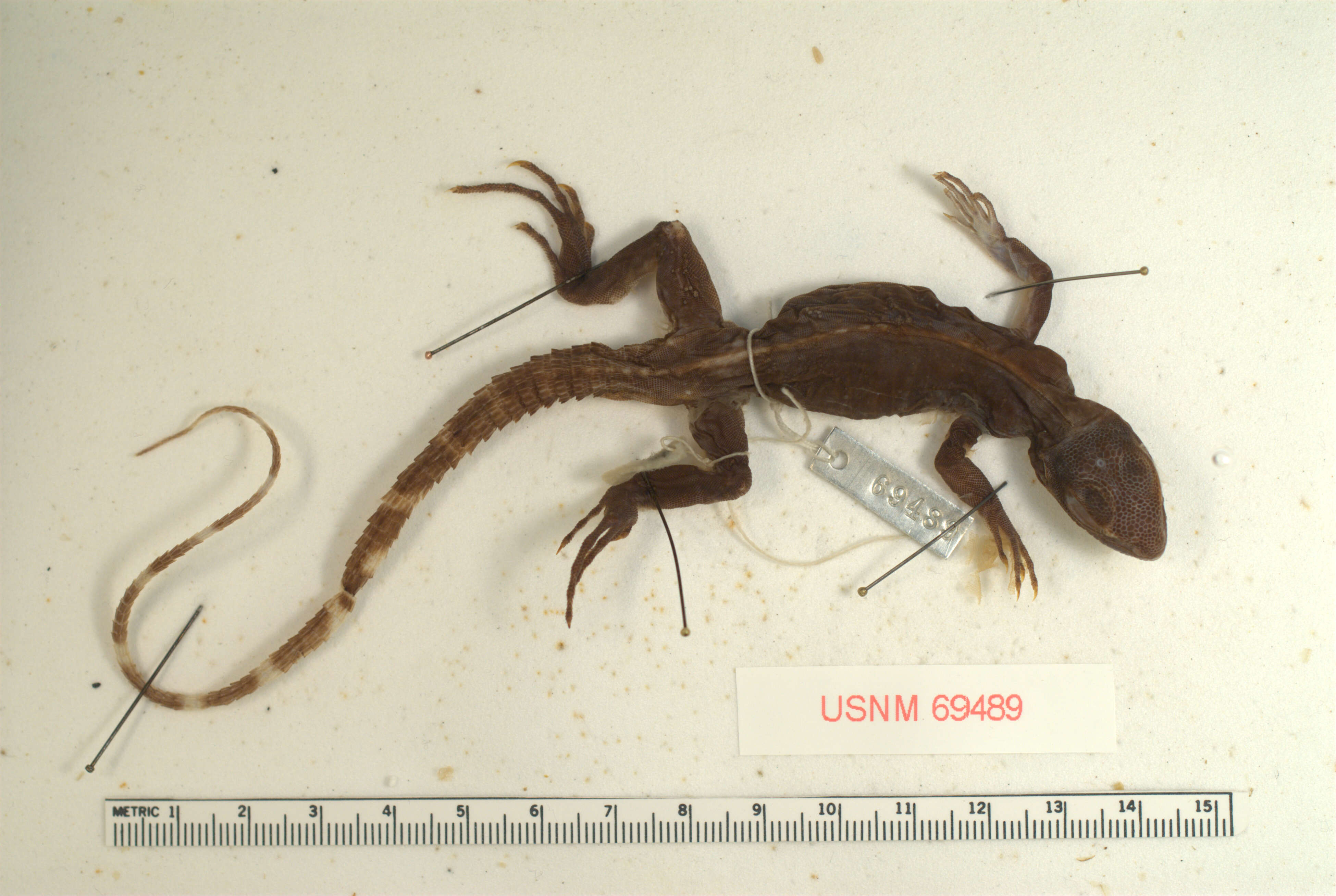 Image of Cape Spinytail Iguana