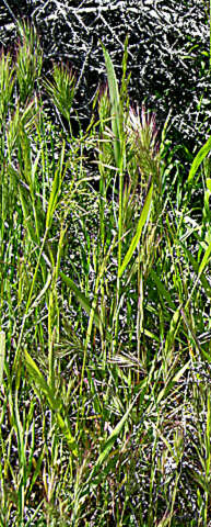 Image of red brome