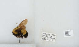 Слика од Bombus affinis Cresson 1864