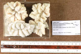 Image of Maze Coral