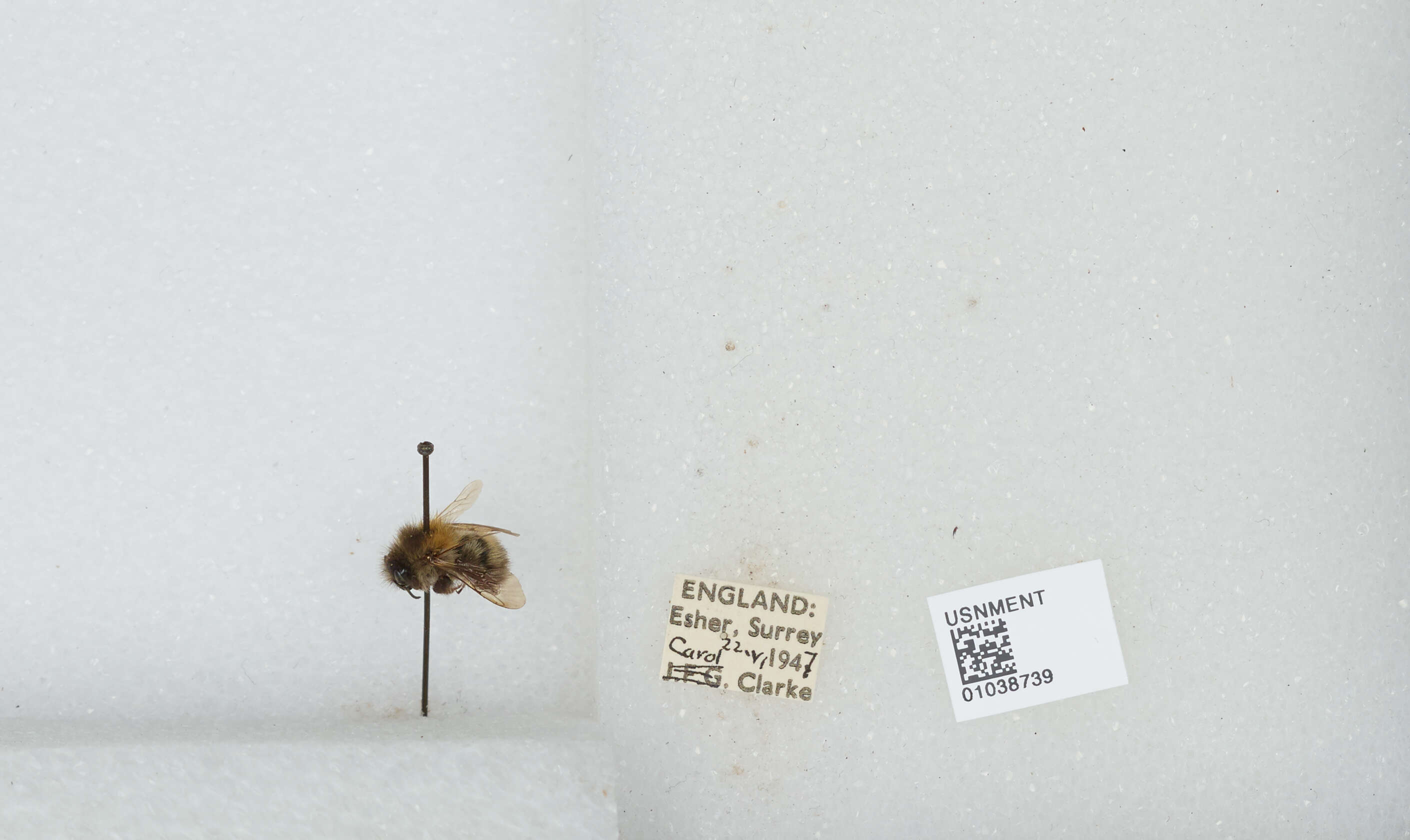 Image of Common carder bumblebee