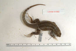 Image of Spotted Curlytail Lizard