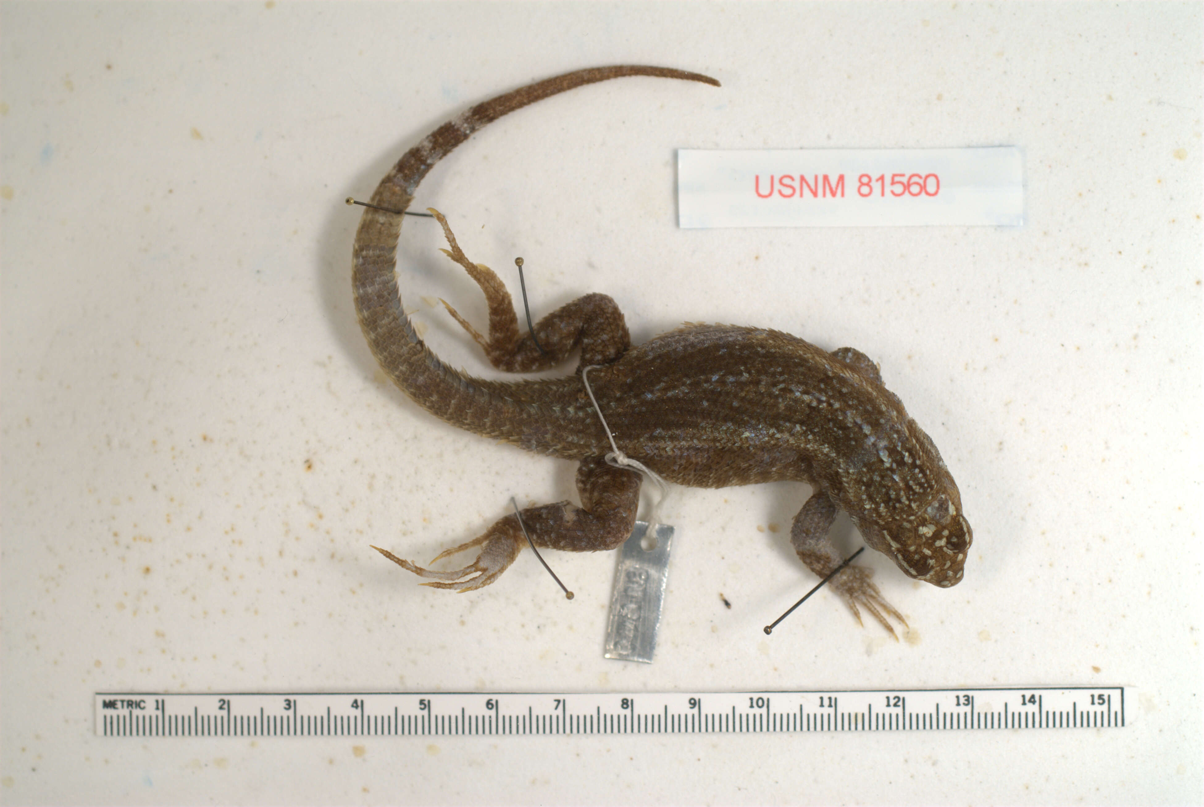 Sivun Leiocephalus punctatus Cochran 1931 kuva