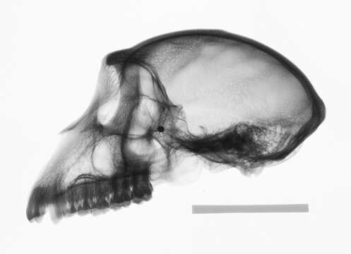 Слика од Macaca cyclopis (Swinhoe 1863)