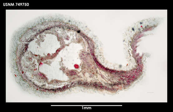 Image of Sialoherpia aculeitecta Salvini-Plawen 1978