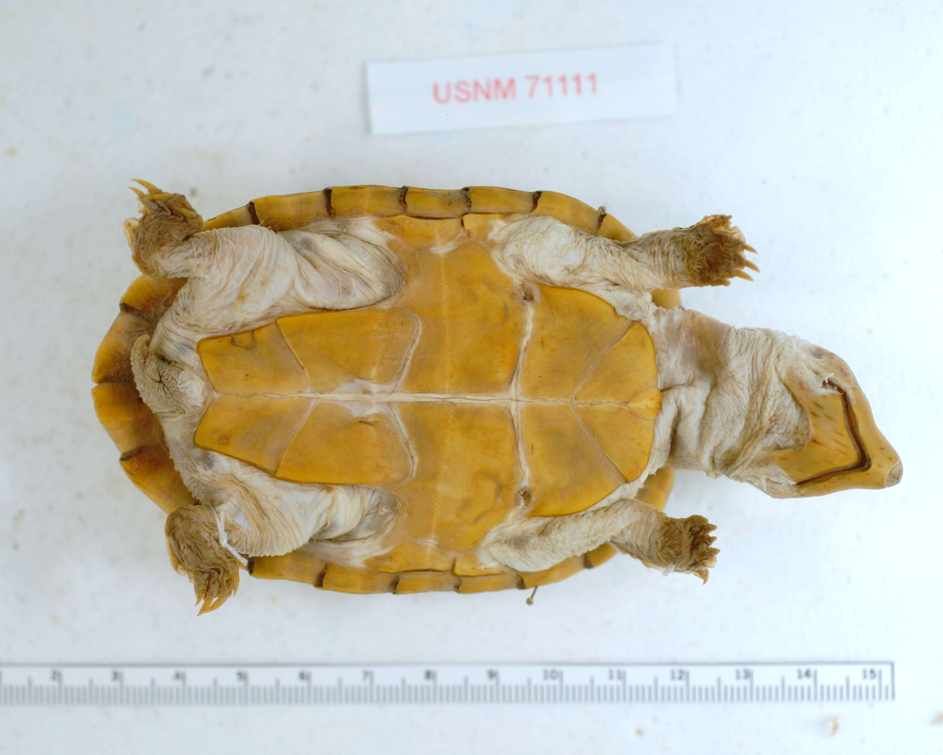 Image of Loggerhead Musk Turtle