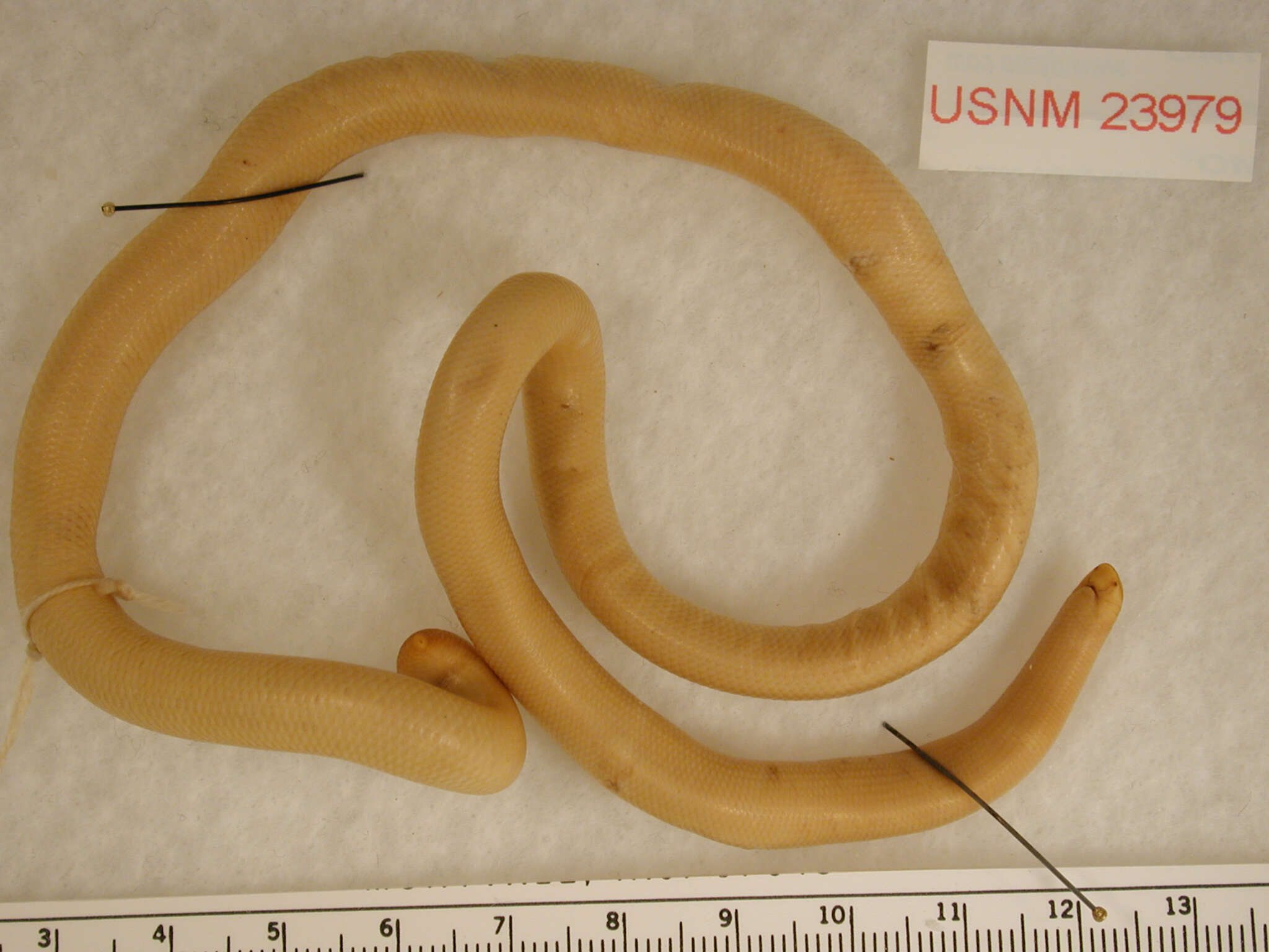 Image of Stejneger's Beaked Snake