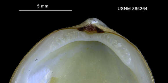 Image of Limopsis hirtella Rochebrune & Mabille 1889