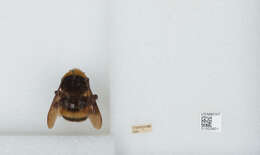 Image of Crotch bumble bee