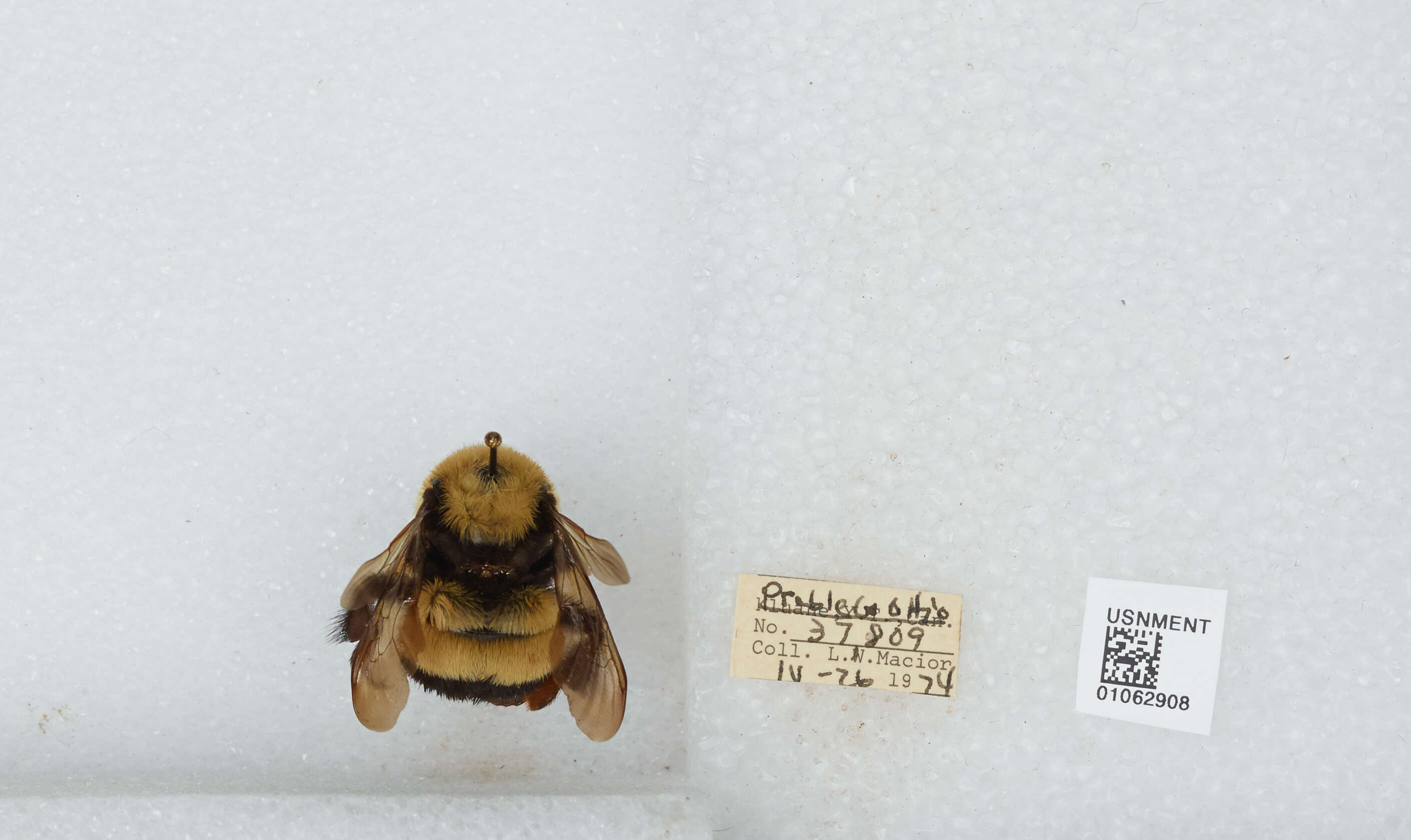 Слика од Bombus affinis Cresson 1864