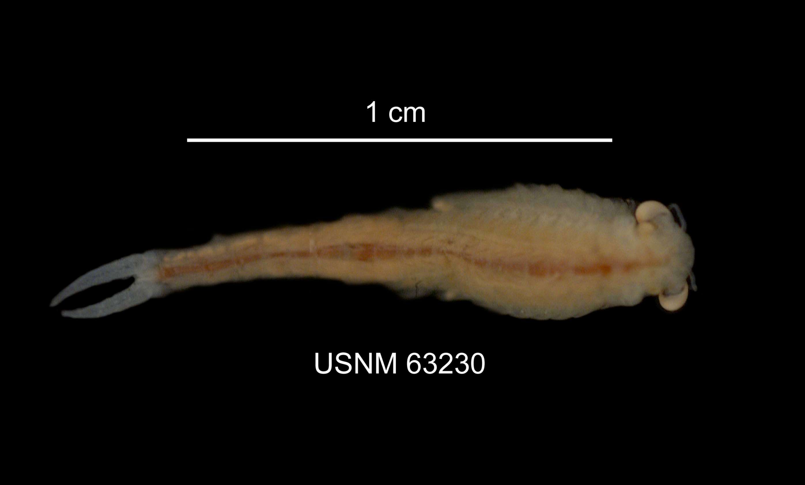 Image of Streptocephalus sealii Ryder 1879