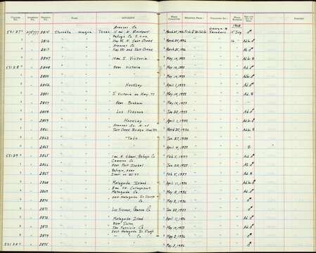 صورة Sturnella magna hoopesi Stone 1897