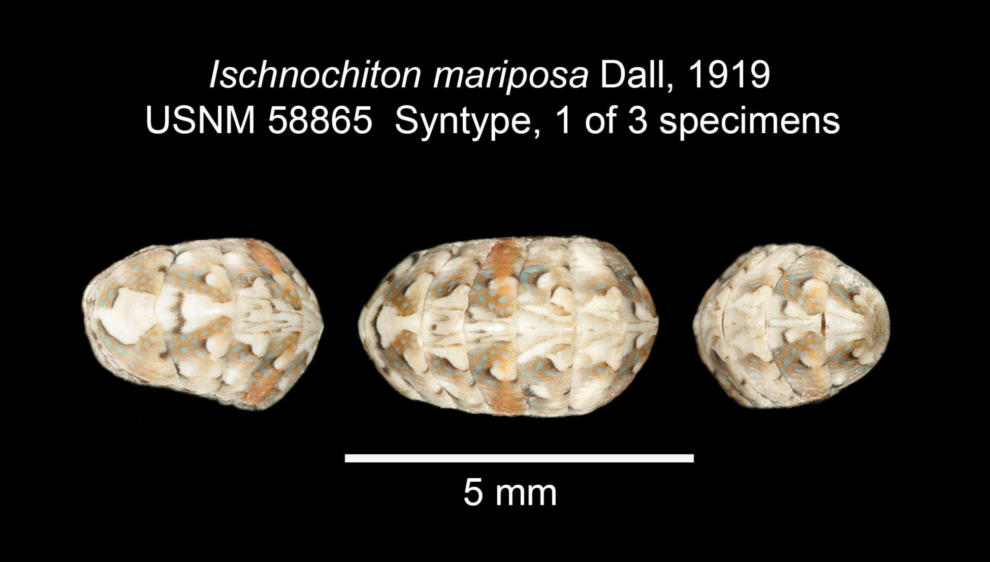 Image of Stenoplax mariposa (Dall 1919)