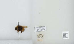 Image of Yellow-banded Bumblebee