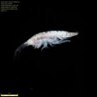 Image of Amphipoda