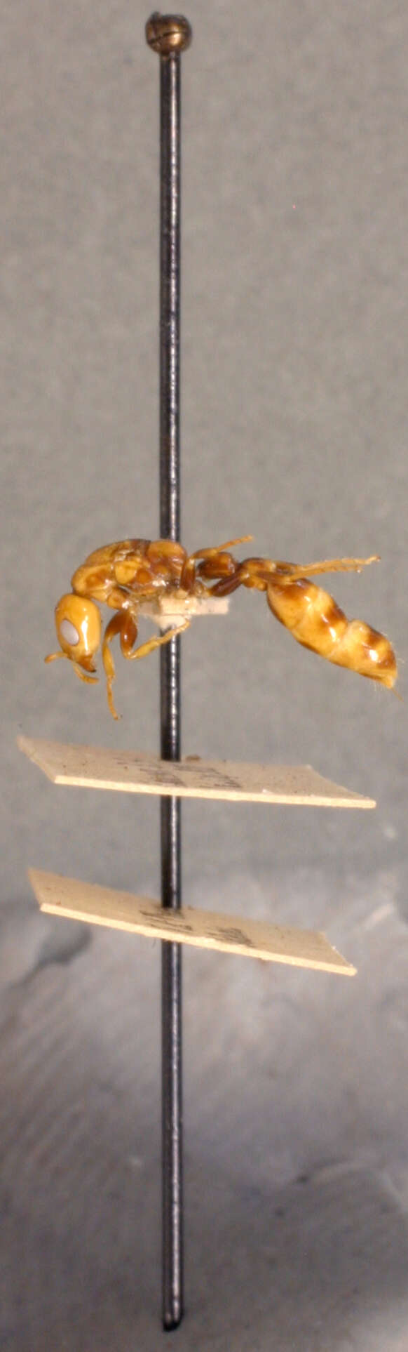 Image of Pseudomyrma damnosa Wheeler 1921