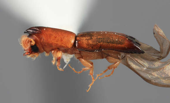 Image of Amphicranus acus Wood 1974