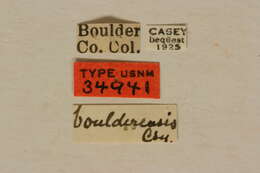 Image of Brachyleptura boulderensis Casey 1913