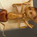 Image of Camponotus maudella seemanni Mann 1921